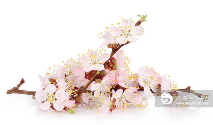 Apricot flowers isolated on white background