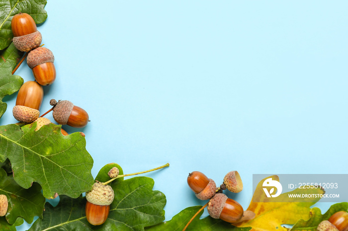 Oak tree leaves and acorns on color background, closeup