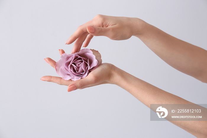 Female hands with beautiful rose on light background