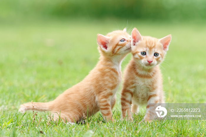 Portrait of two lovely ginger tabby cats standing on green grass field, one is looking at camera and another is stretching its neck and looking like whispering for secret, funny pet concept.