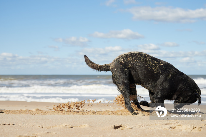 Black dog digging hole in the sand of beautiful beach. Big waves and blue sky.