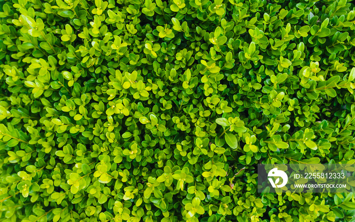 Texture, background of green boxwood with round leaves closeup. Garden plant, shrub.