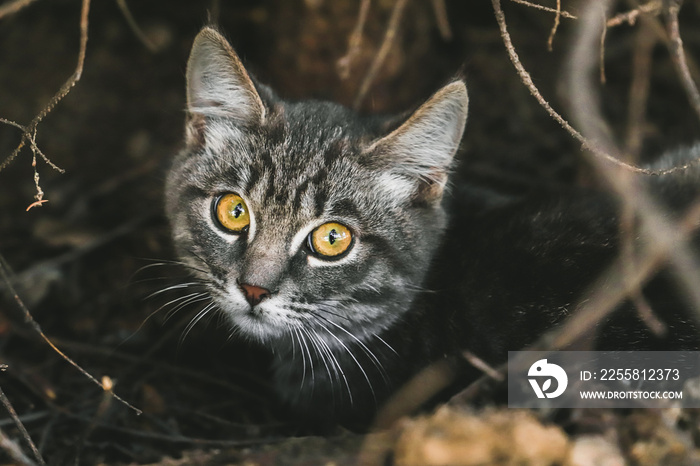 Closeup adorable shorthair striped gray cat with gold eyes outdoor