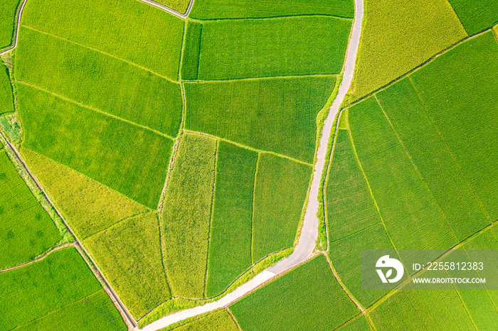 Aerial view of green rice field nature scenery in countryside. high angle view.