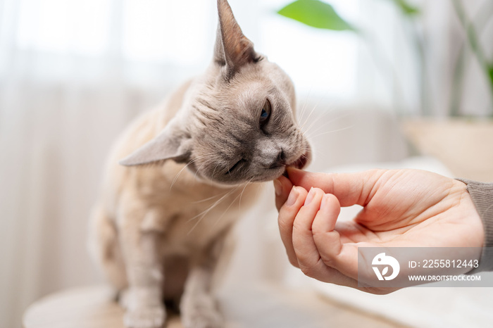 Hungry Burmese cat gets a treats. Cat getting fed with treats by owner hand.