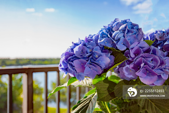 Beautiful Blue and Purple Hydrangea in Pot Overlooking Scenic View Background