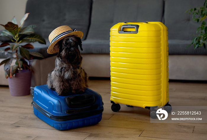 Travel concept with funny dog sitting on suitcase. life with animals concept - wanderlust people traveling the world