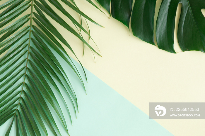 Tropical palm background. Creative layout made of green tropical leaves on blue and yellow background. Minimal border, summer flat lay concept with copy space