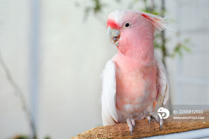 major mitchell or pink cockatoo close up photo