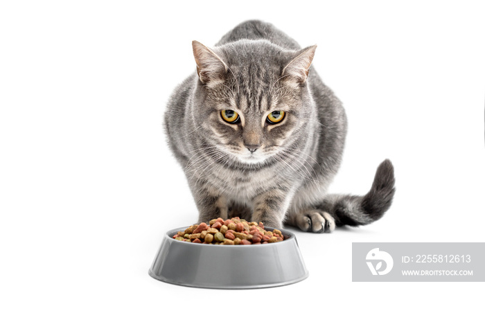 Grey cat near his feed bowl. Isolated on white.