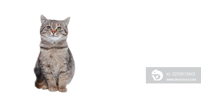 Beautiful funny Kitten. Cat on a white background. Cat posing at camera. Close up portrait of a cute Kitten. Web banner with copy space. Pet. Empty space for text.