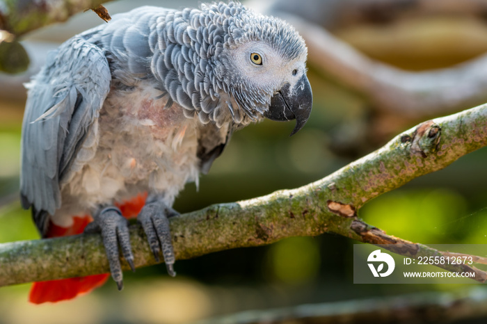 Rescued Self Plucked African Grey Parrot Perched on a Tree Branch