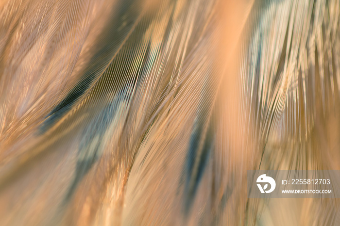 Bird and chickens feather texture for background Abstract,blur style and soft color of art design.