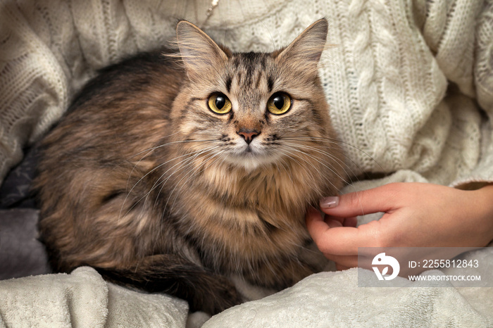 The cat is in the owner’s arms. A girl is holding a fluffy tabby cat