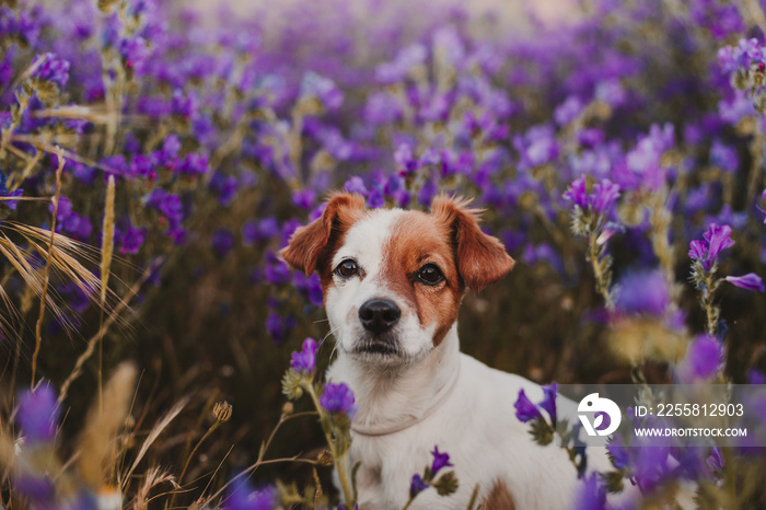 cute small dog standing outdoor in spring or summer purple field flowers with beautiful lighting at sunset. Nature and pets concept.