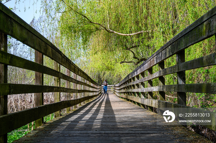 Wood boardwalk under weeping willow tree with spring growth, Juanita Bay Park, Kirkland, WA