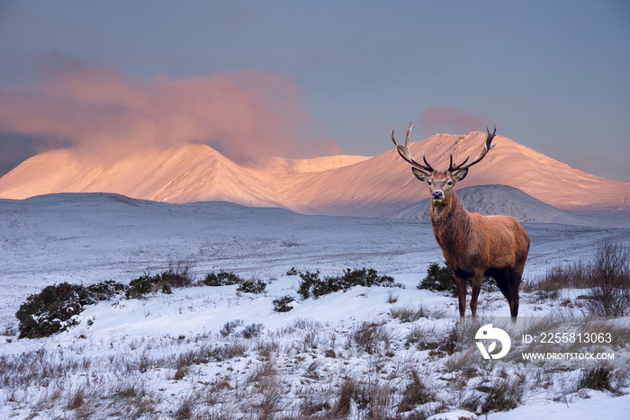 Composite image of red deer stag in Majestic Alpen Glow hitting mountain peaks in Scottish Highlands during stunning Winter landscape sunrise