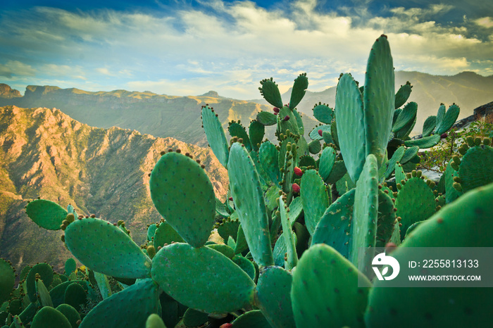 Blooming opuntia on Gran Canaria Island