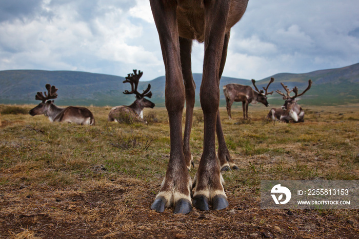 Reindeer on field against sky