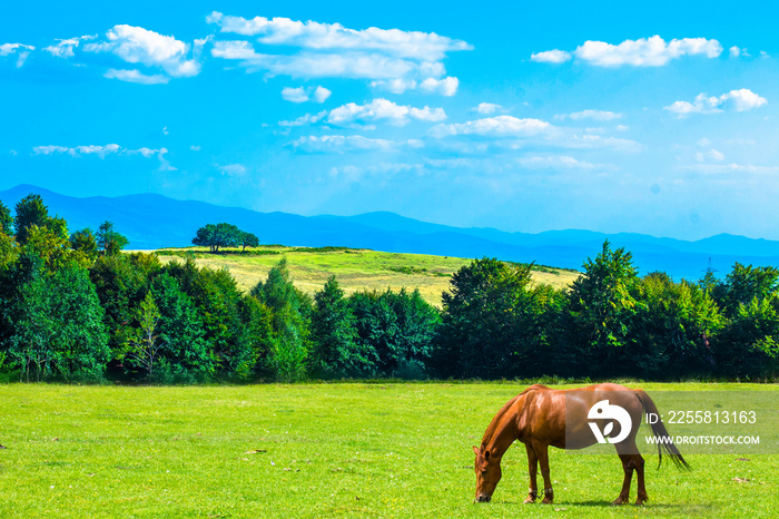 Horses graze in the meadow