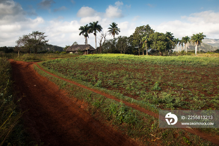 Beautiful landscape of Vinales, Cuba with palmtree in background