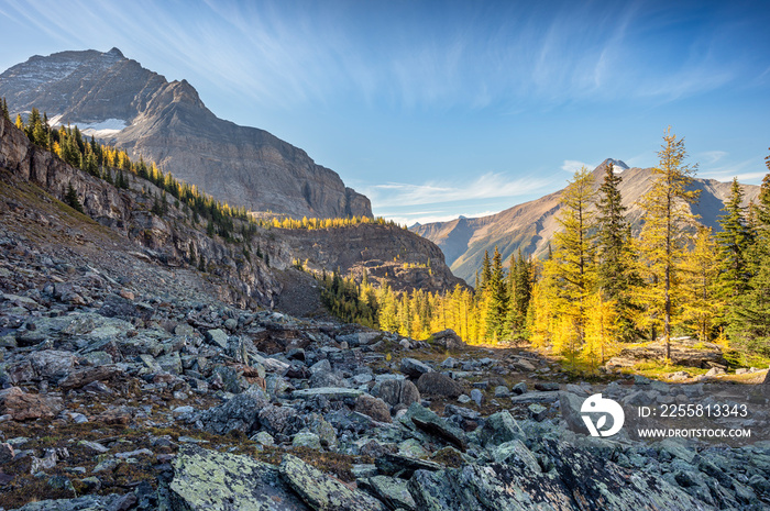 Rockslide and larch trees in the Rocky Mountains at Yoho National Park, British Columbia