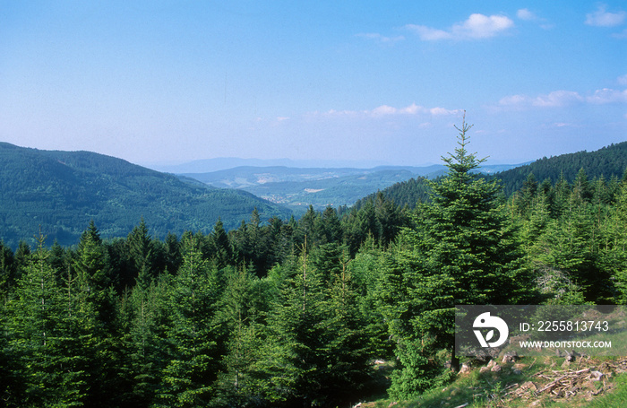 Sapin des Vosges, Lac de Blanchemer, La Bresse, Parc Naturel Régional des Ballons des Vosges, Vosges, 88, région Grand Est