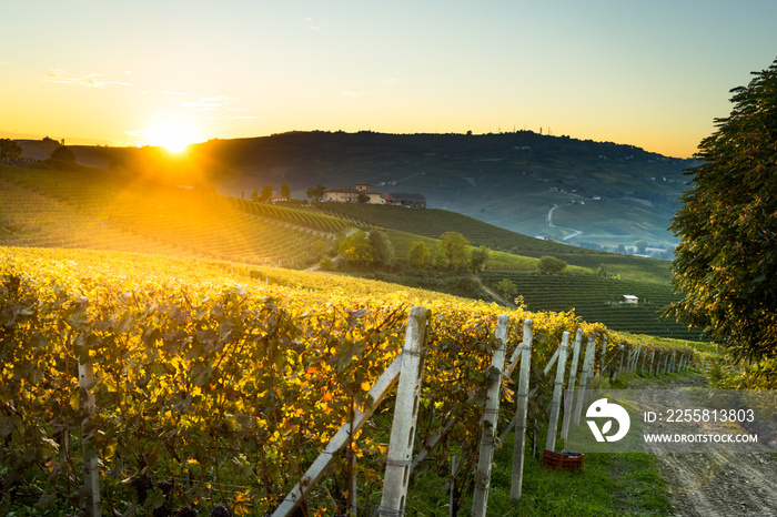 beautiful vineyard in switzerland in blue sky