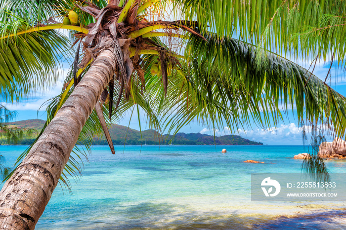 Palm tree on tropical island and turquoise sea.  Summer vacation and travel concept.