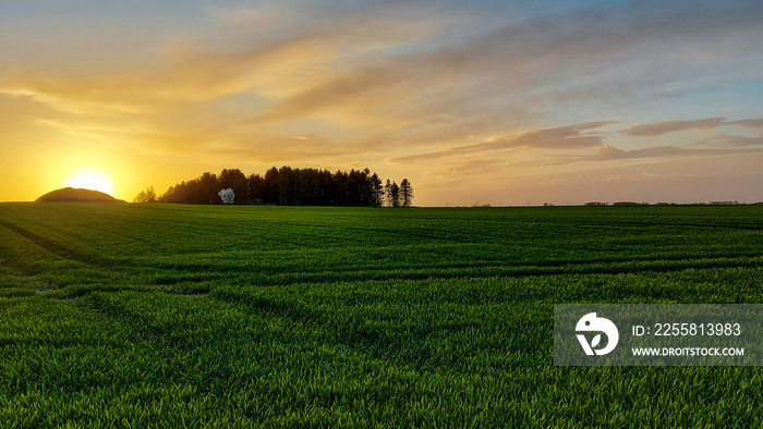 Danish agricultural field in Roskilde