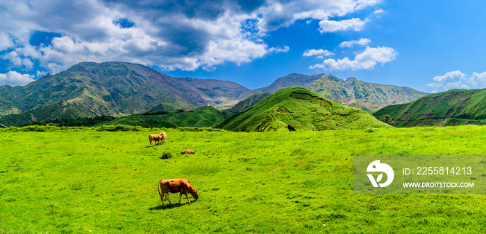 あか牛　放牧風景　「阿蘇山への道」 Akaushi cattle grazing scenery  Road to Mt. Aso  日本(春・新緑) Japan (Spring/Fresh green) 九州・熊本県阿蘇市「仙酔峡（せんすいきょう）」 Aso City, Kumamoto Prefecture, Kyushu  Sensuikyo