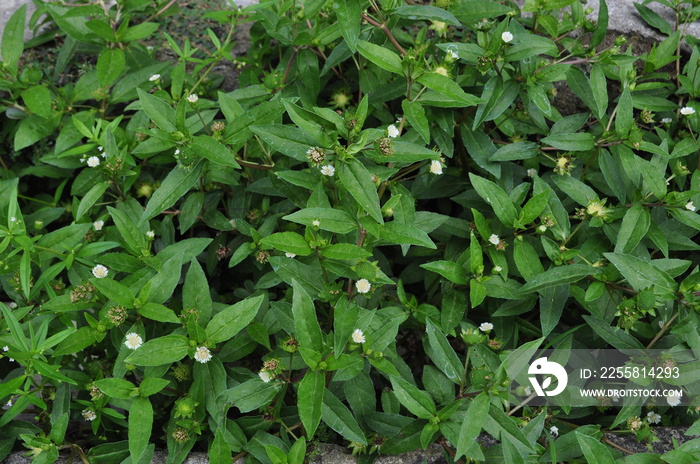 Eclipta Alba, Eclipta Prostrata or Bhringraj, also known as False Daisy, herbal medicinal plant effective in Ayurvedic medicine.