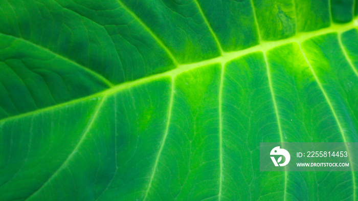 Alocasia odora foliage  Exotic tropical leaf, isolated on white background