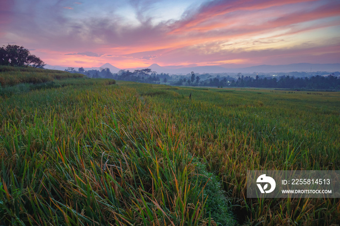 Sunrise of Rural terraced paddy field scenery of autumn in Indonesia. Perfect for natural background or wallpaper.