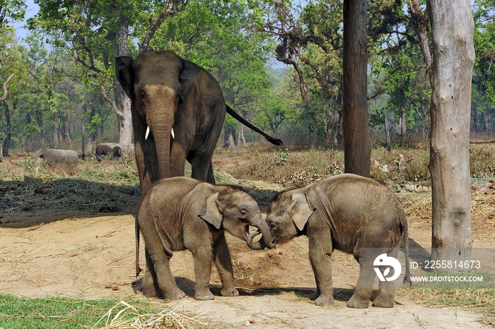 Elephant and cubs in Chitwan National Park. Nepal.