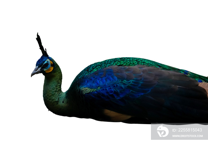 sitting peacock isolated