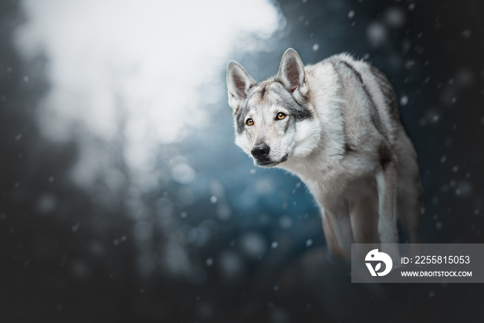 Wolfdog in natural environment with winter light and snow