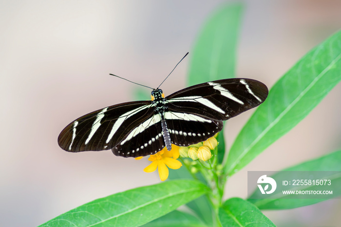 Zebra longwing butterfly (heliconius charithonia) on a beautiful yellow flower in a summer garden. In the amazone rainforest in South America. Presious Tropical butterfly.