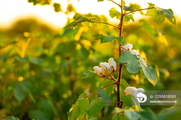 The cotton plant is grown in the field for industrial purposes. Close-up cotton flower in the light of the setting sun. Background with copy space and place for text.