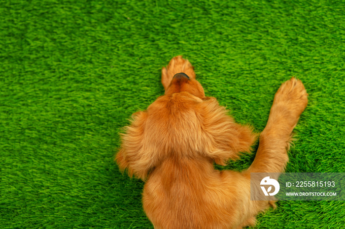 An English Cocker Spaniel puppy lying on a green lawn looking up into the camera. Top view