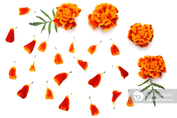 Orange Marigold flower, Tagetes erecta, Mexican marigold, Aztec marigold, African marigold isolated on white background