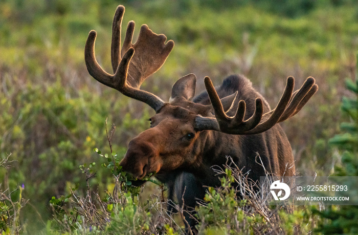 A Large Bull Moose in Velvet Antlers Eating in the Colorado Mountains