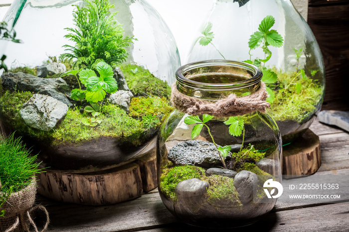 Stunning rain forest in a jar, save the earth idea