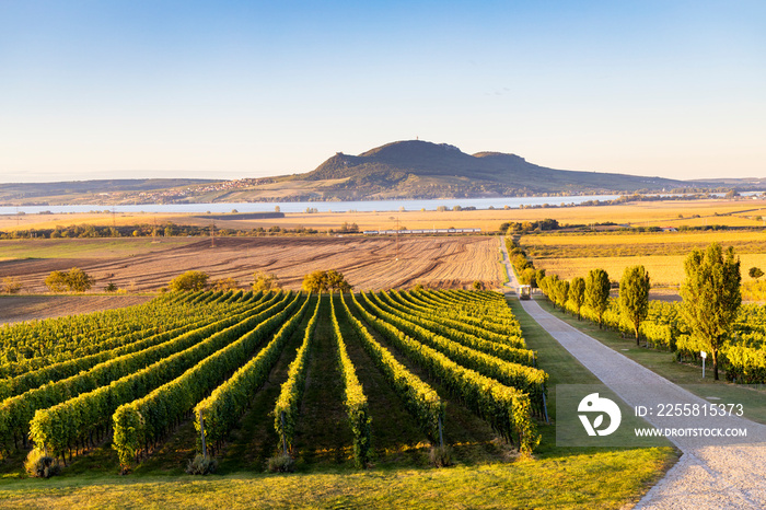 Autumn vineyards under Palava near Sonberk, South Moravia, Czech Republic