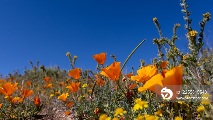 Bright golden poppy flowers at Antelope valley California in spring time.