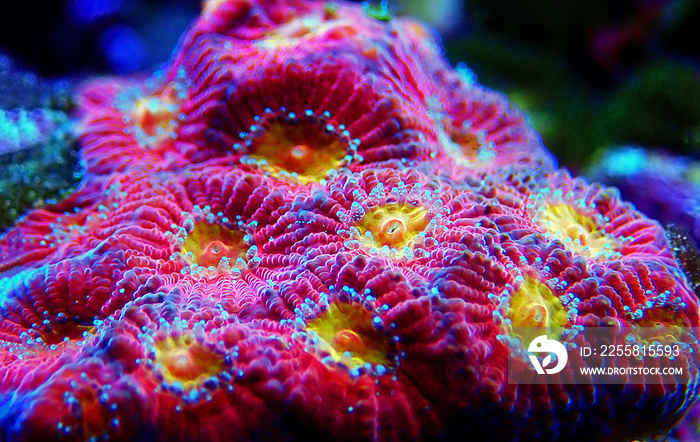Favites is a genus of polyp stony corals in the family Merulinidae