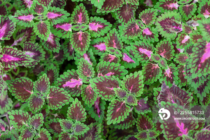 Top view of Green and Purple leaf of Coleus Forskohlii or Painted Nettle (Plectranthus scutellarioides) in the garden for background.