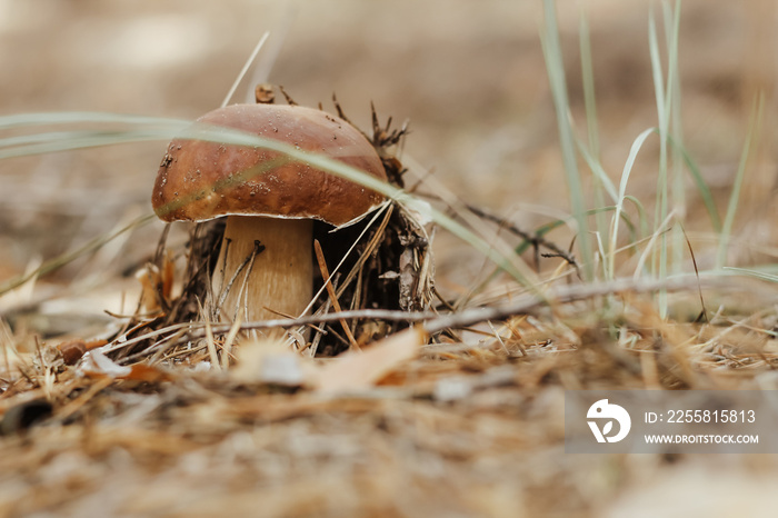 Edible mushroom with a brown cap Boletus edulis in the autumn fairy-tale forest.