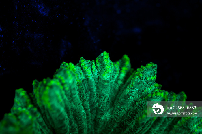 Fluorescence, Coral reefs are built from stony corals, which in turn consist of polyps for education in nature.