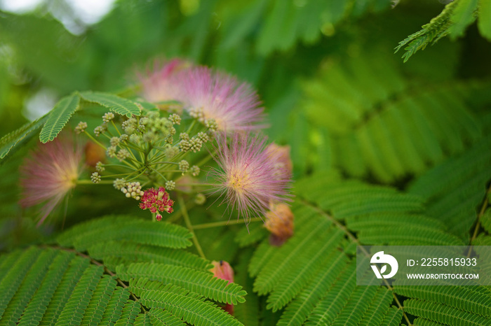 Mimosa tenuiflora pink flowering beautiful tree in Cyprus, Copy space